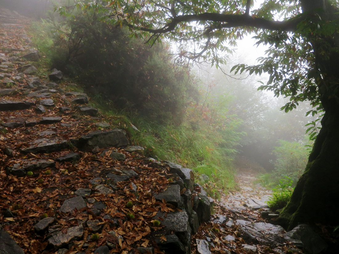 tracc004.jpg - Der Weg ist gesäumt von alten Kastanienbäumen. Es war wie im Märchenwald.                               