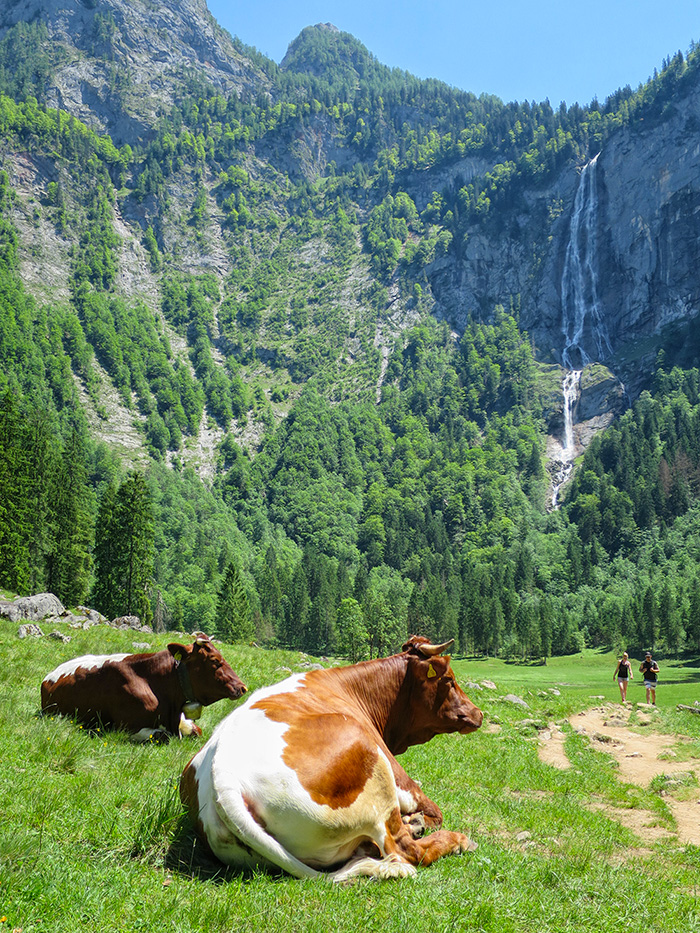 kärlinger074.jpg - Schöne friedliche Tiere in Postkartenlandschaft.