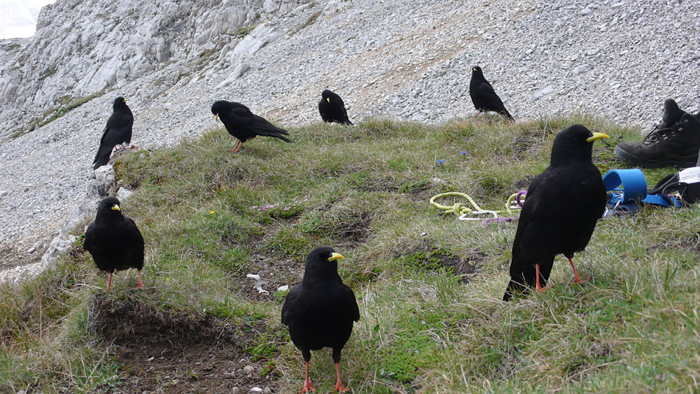 latemar150.jpg - Dohlen-Kreisverkehr