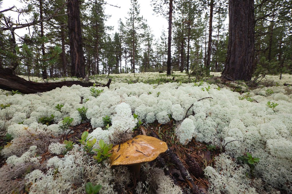 norw_0199.jpg - Man verfährt sich im Wald und entdeckt solche Preziosen als Entschädigung.
