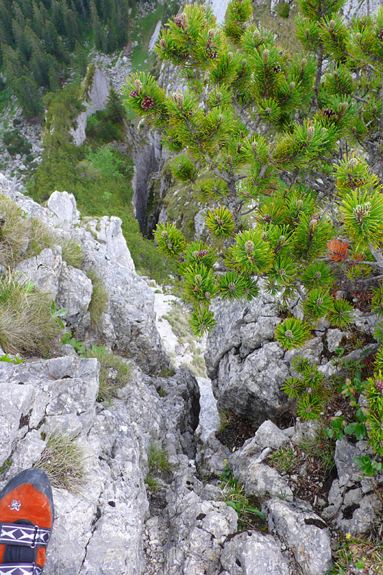 ostgrat05.JPG - Oberhalb der Schlüsselstelle (4+), ein fies schmaler Spalt, der zu breit für einen Riss und zu schmal für einen Kamin ist. Auf halber Höhe im Spalt gibt es zwei Pflichtgriffe. Wenn man die mit beiden Händen zu fassen bekommt, kann man sich raufwuchten. Jedwegliche Gegenstände am Rücken angebracht sind äußerst hinderlich :-)